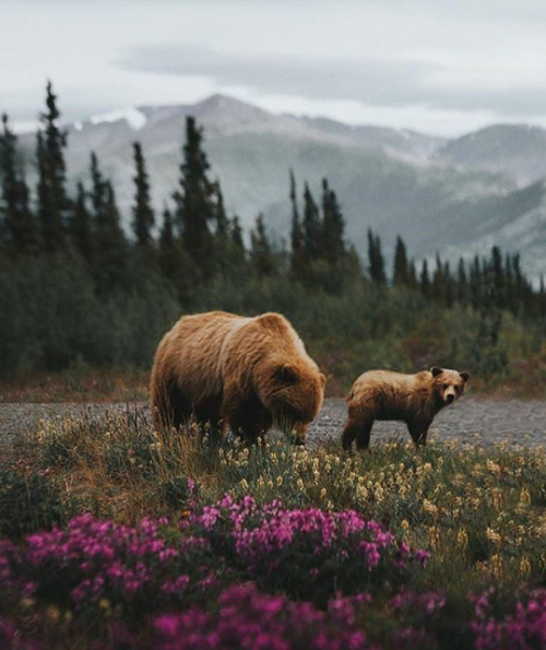 hippie-district-emr - Grizzlie bears in Yukon