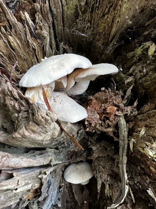 Was Almost Late To Work Because I Saw A Whole Little World Growing Inside Of A Tree. Slowly Taking Over