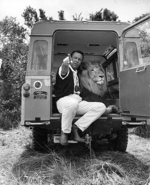 William Holden with Zamba the lion, 1962.#zambathelion #williamholden #hollywood #classichollywood