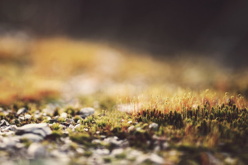 microscapes by STEPtheWOLF on Flickr.