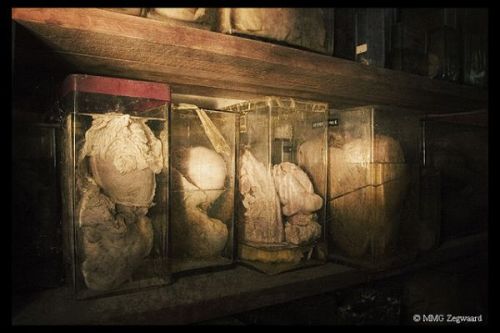 abandonthehalls:  Grotesque Animal Specimens Discovered in an Abandoned Veterinary School Arguably the weirdest location featured in our Creepy Abandoned Schools and Universities round-up, L’école de Médecine Vétérinaire in Brussels is a macabre