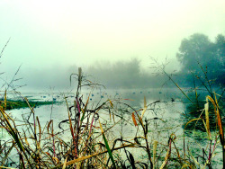 fast-company:  In the misty morning fog…