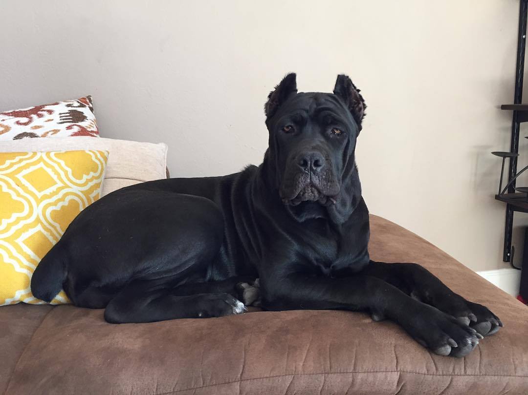 My big beautiful girl. #Shiva #canecorso @maxttran by 6feetofsunshine