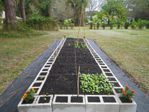tropicalhomestead:Winter garden update 12.11.2016Pics from last weekend - about three weeks in and e