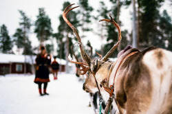 ourwildways:  Reindeer Sledding by Nicola Abraham on Flickr.