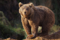 magicalnaturetour:  “Brown Bear” by Mario