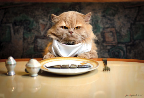 The Fussy Eater (via Дмитренко)