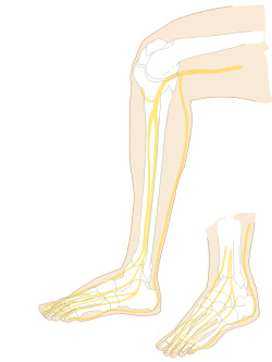 zoesteinberg:  the common peroneal nerve