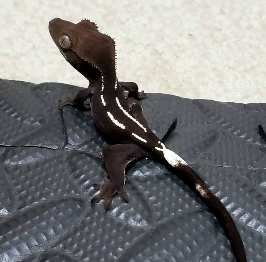 talk-nature-to-me:  An absolutely gorgeous axanthic pinning trait crested gecko from Method Noir Exotics LLC 💕 