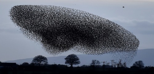 natvrist:staceythinx:Photographer Owen Humphreys captured these images of starling murmurations near