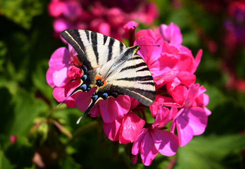 Scarce Swallowtail