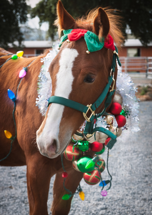Merry christmas! This will be available as a holiday card :) 