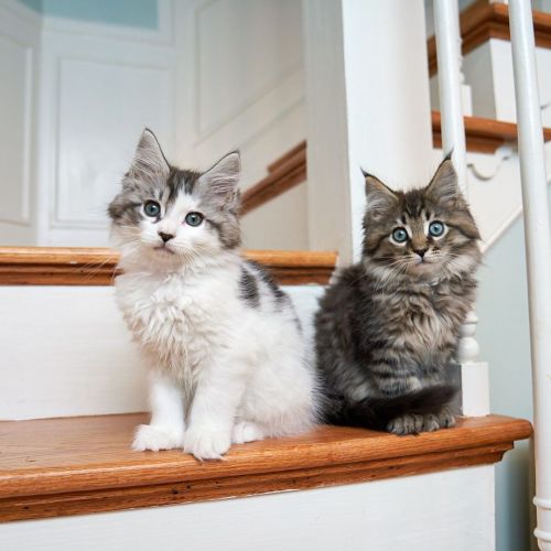 Last year, I got the joy of photographing these two Maine Coon cats and their family. We had such fu