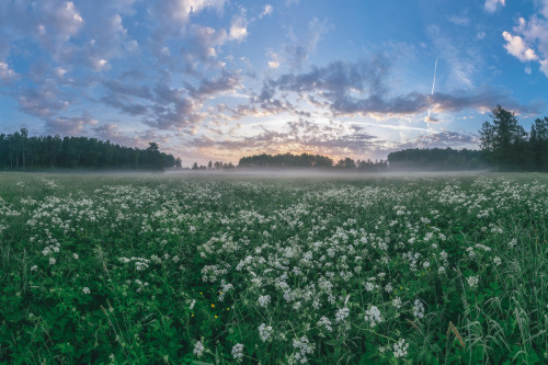expressions-of-nature:by Lashkov Fedor“White Night- Blooming Dawn” St. Petersburg, Russia
