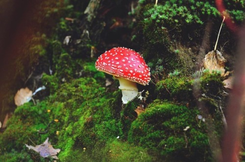 silvis-silentii:#мухомор #мухоморы #грибы #гриб #октябрь #лес #природа #осень #mushroom #mushrooms #