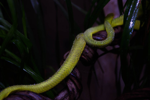 WATER DROPS GREEN MAMBA