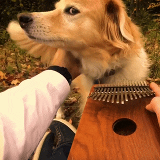 And Dream (going On The Real Animals) Would Be A Golden Retriever Furry!