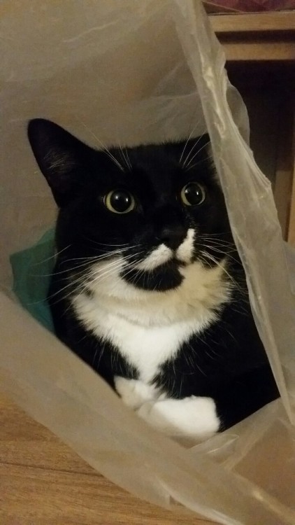 Talullah. She absolutely loves plastic bags(submitted by @screaming–lambs)