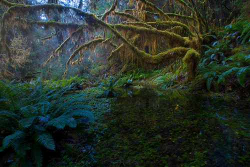 nubbsgalore:the hoh rainforest in washington’s olympic national park receives around fourteen feet o