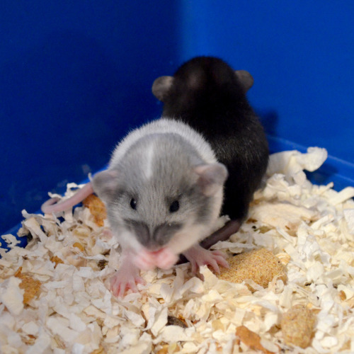 Some babies from a current Silvermane litter :) Painfully cute and only three weeks old!Silvermane F
