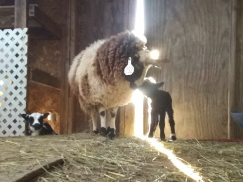 thelittlespanielthatcould:justslowdown:justslowdown:I still don’t know their sex becausealso she has