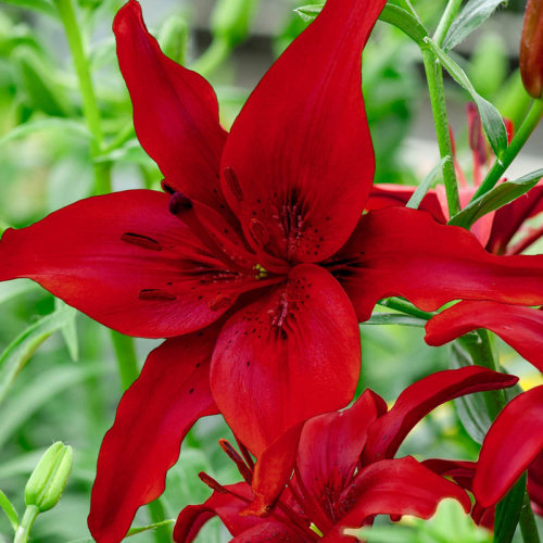 Red Amaryllis