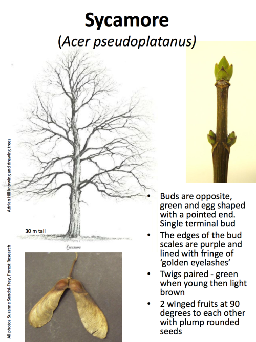 theleafguy: Tree Identification Guide Part 1 From “Identifying Broadleaved Trees in Winte