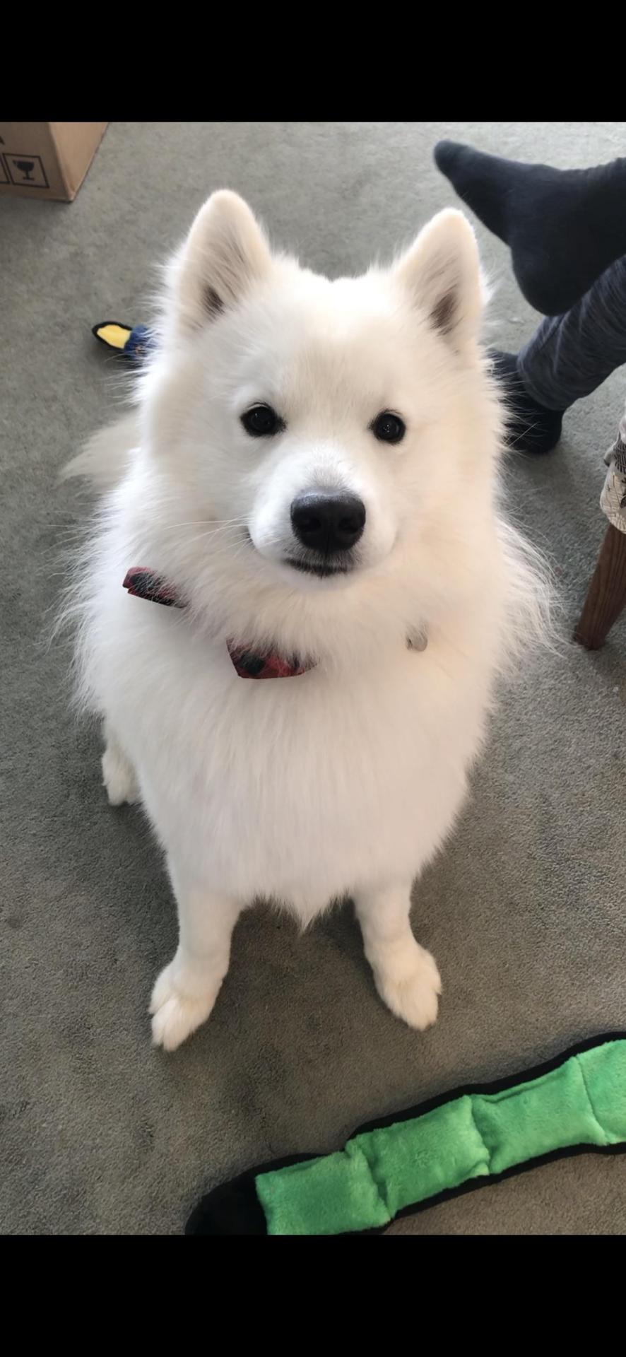 Loki was very happy with Christmas presents.