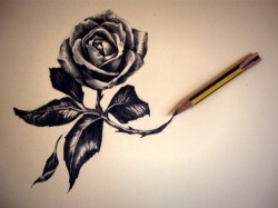 Rose Art