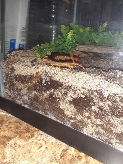 Magmar Got A Huge Enclosure Upgrade Since I Found A Tank For $10 At A Yard Sale