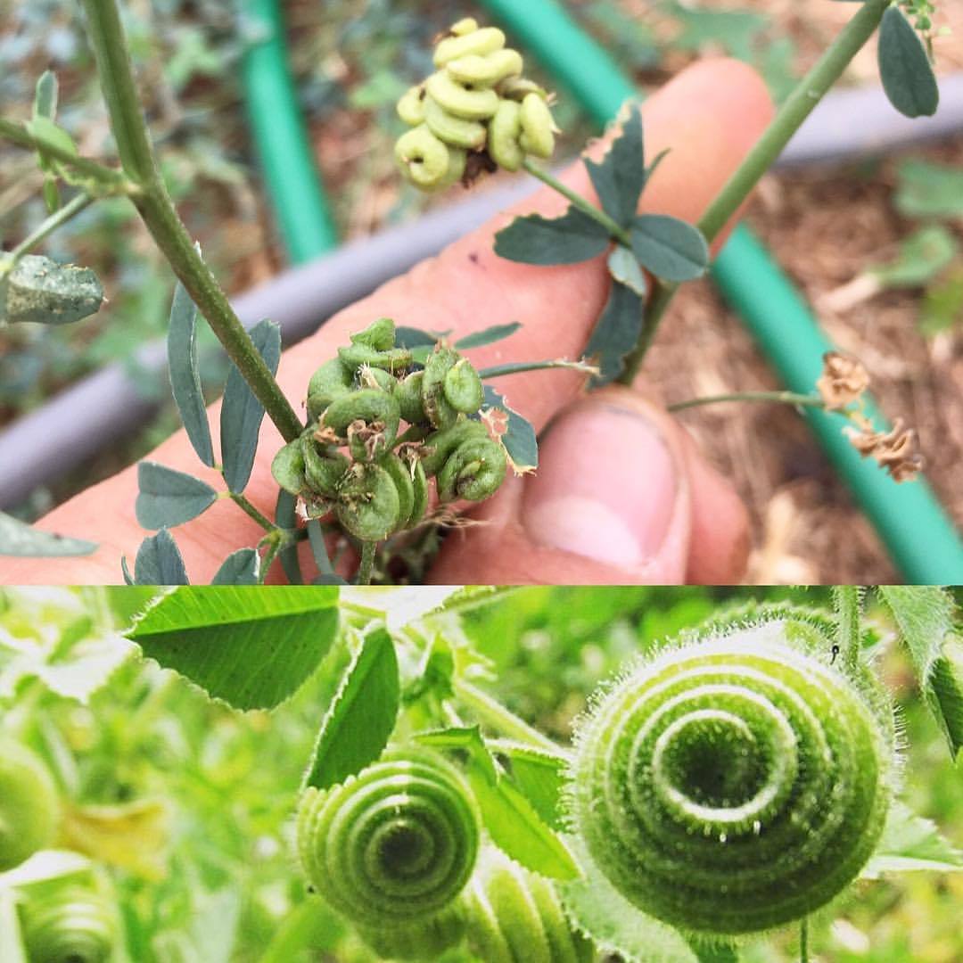 I’ve never looked closely at the fruits of an Alfalfa plant (Medicago sativa - top photo). If I had, I probably wouldn’t have been shocked by the snail-like fruits of its cousin, which is named Snails (Medicago scutellata - bottom photo). You can...