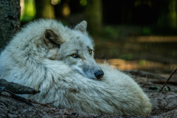 elegantwolves:   	Canis lupus hudsonicus by Monika    	 