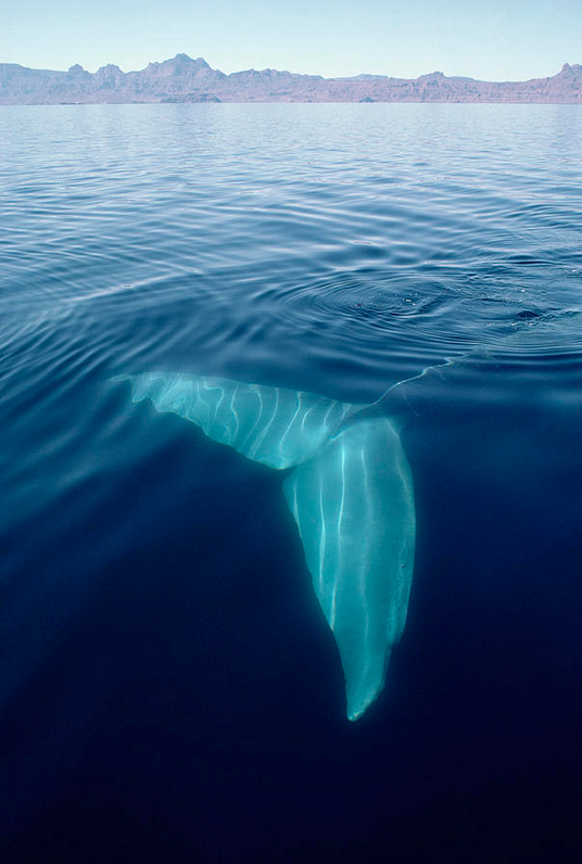 thelovelyseas:  Blue whale tail underwater in sea by Flip Nicklin. 