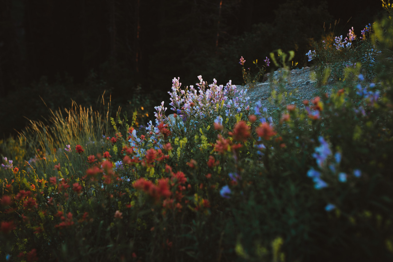 timberphoto:  A summer sunset in Montana. Instagram 