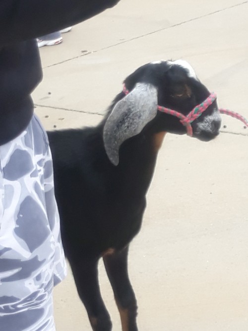 Goats: