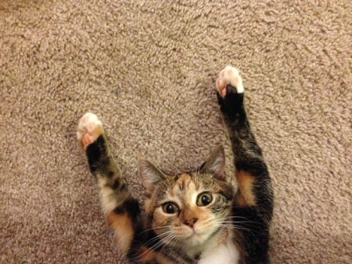 fantasticcatadventures:Wooo hooooo