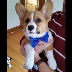 corgiaddict:  Bucket looking dapper in his