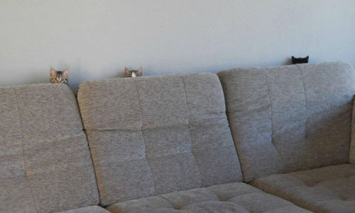 awesome-picz:  Ninja Cats That Have Mastered The Ancient Art Of Ninjutsu