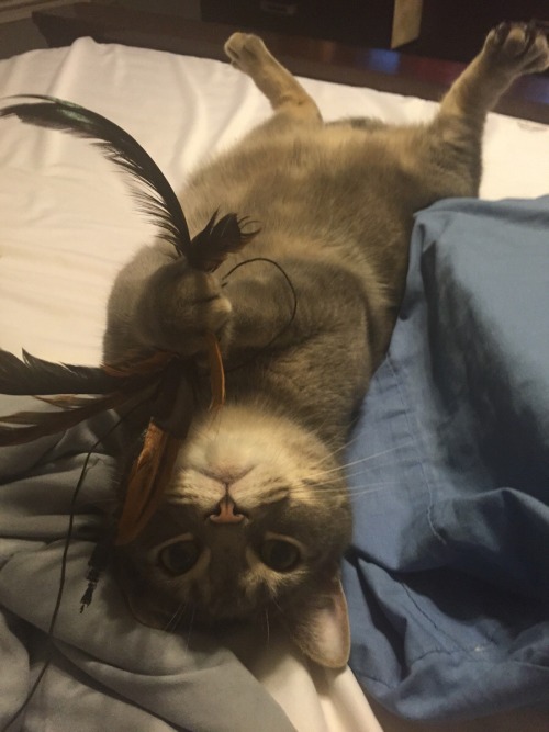 cute-overload:  Uhm… hihttp://cute-overload.tumblr.com source: http://imgur.com/r/aww/d5hhK0C