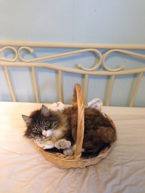 lnnea:I’m trying to clean but he wants to come with me all the time so I put him in the basket