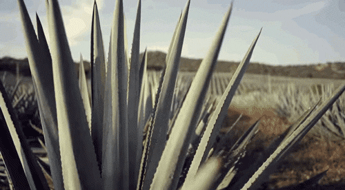micdotcom:  Watch: Who knew making tequila could be so mesmerizing