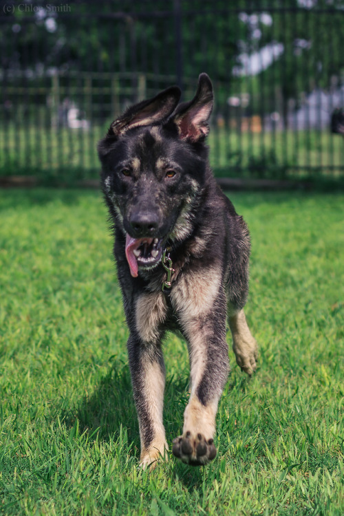 thelazypetowner: Here’s another boy I took pictures of for Austin German Shepherd Rescue. :) H