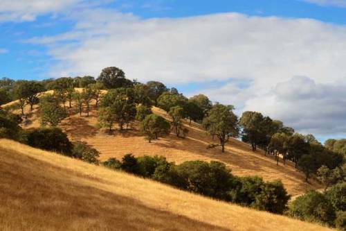 Another shot of the rolling hills in Castle Rock Regional Recreation Area, Walnut Creek, California.