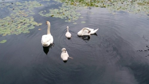 Some Swans and their babies. I took this after I was done at work at some dock near there.