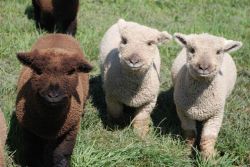 thesevibesseemfine:  Happy little lambs!!