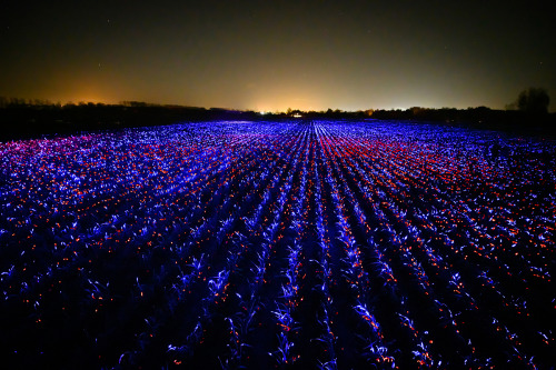 ‘Grow’ is an installation by Dutch designer Daan Roosegaarde, who hopes to highlight the importance 