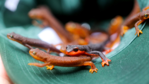 steepravine:So Many California Newts And One Red Bellied Newt(Monte Bello Open Space, California - 1