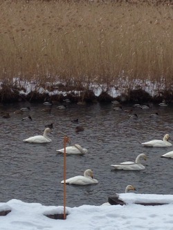 yeule:  there’s a view. also swans