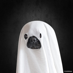 misterwooff:  👻 pug by brat_ro on Flickr.