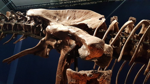 spinojp:Trix, the female Tyrannosaurus rex, exhibited at the Muséum National d'Histoire Natur